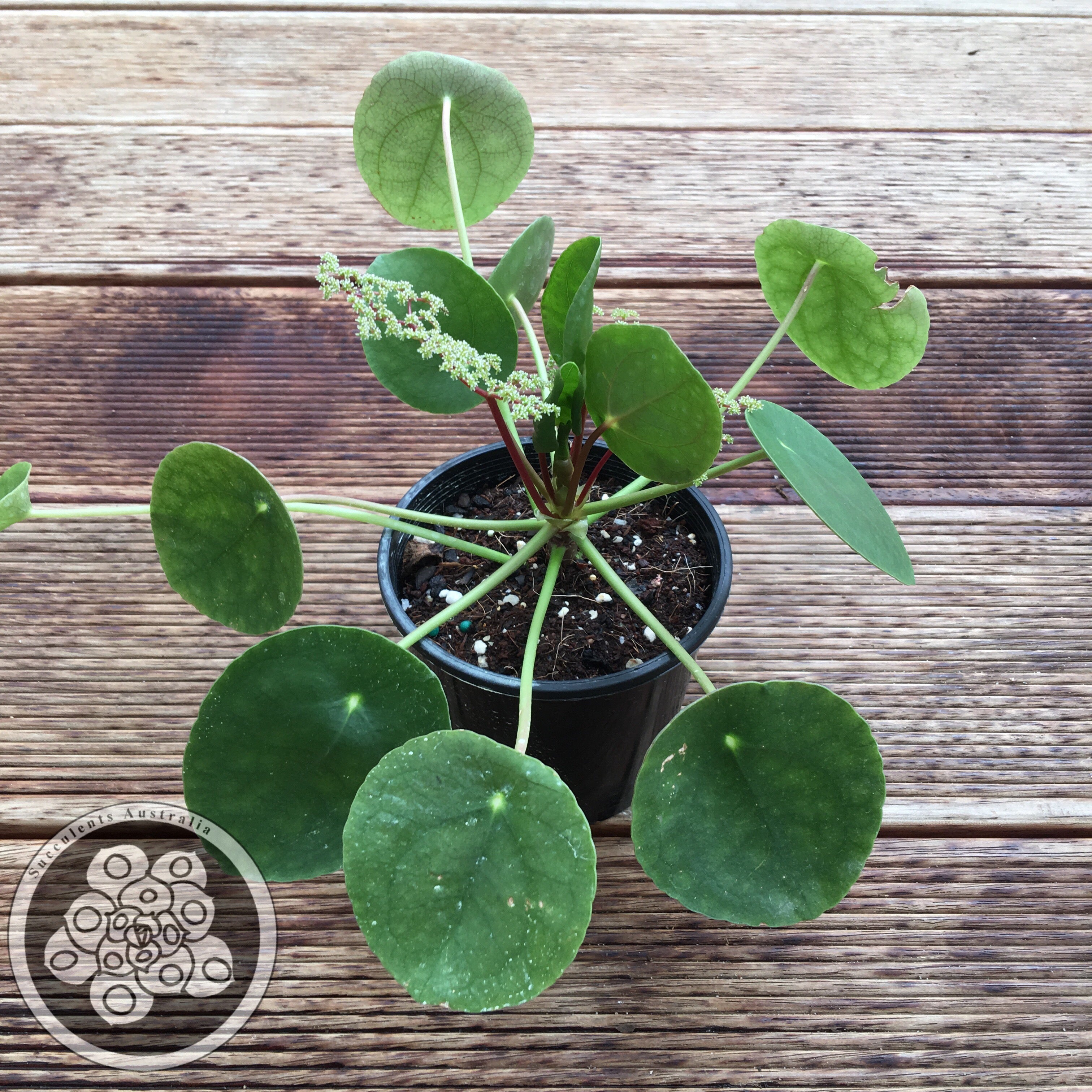 Pilea peperomioides - Chinese Money Plant - Succulents ...