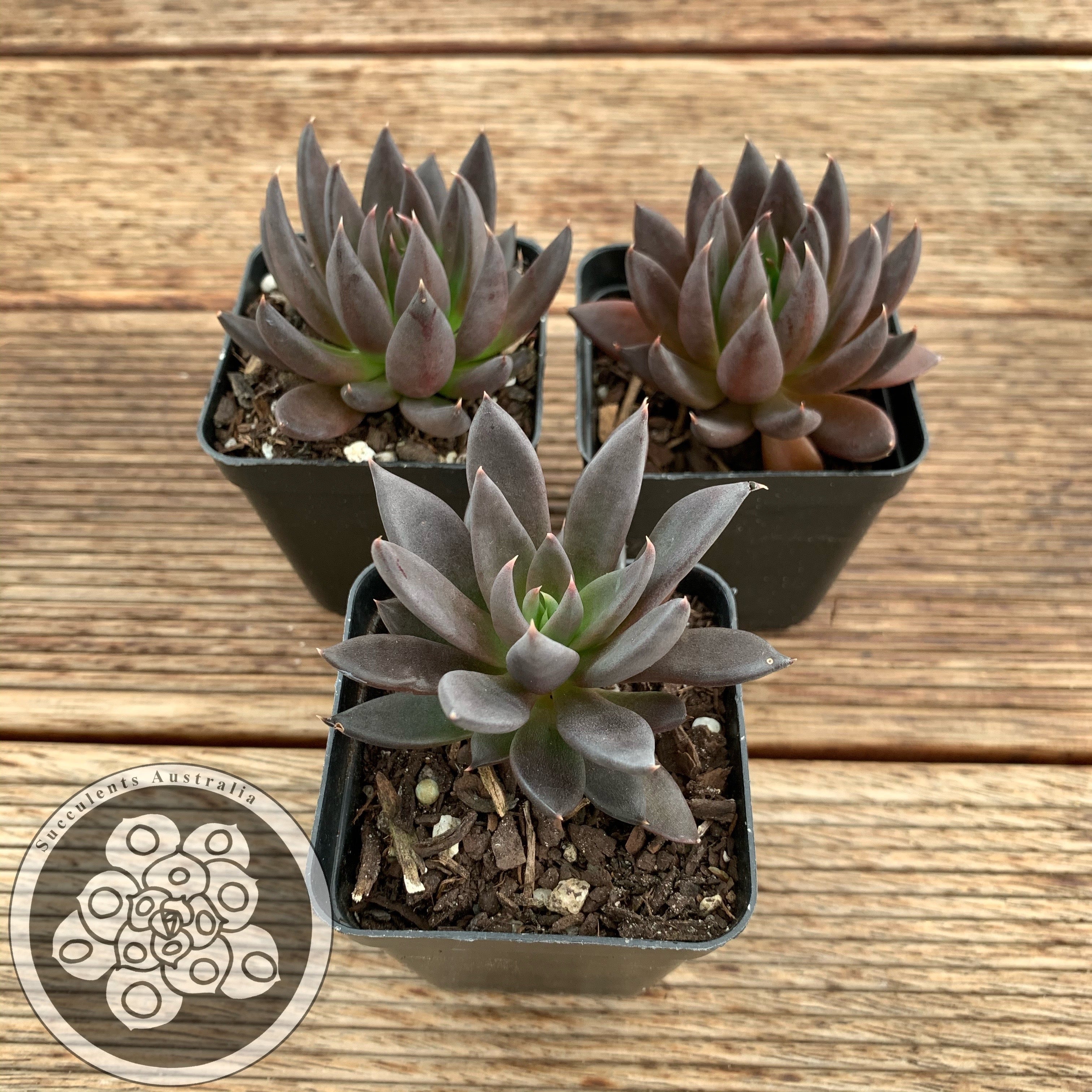 Echeveria affinis 'Black Knight' – Succulents Australia Sales