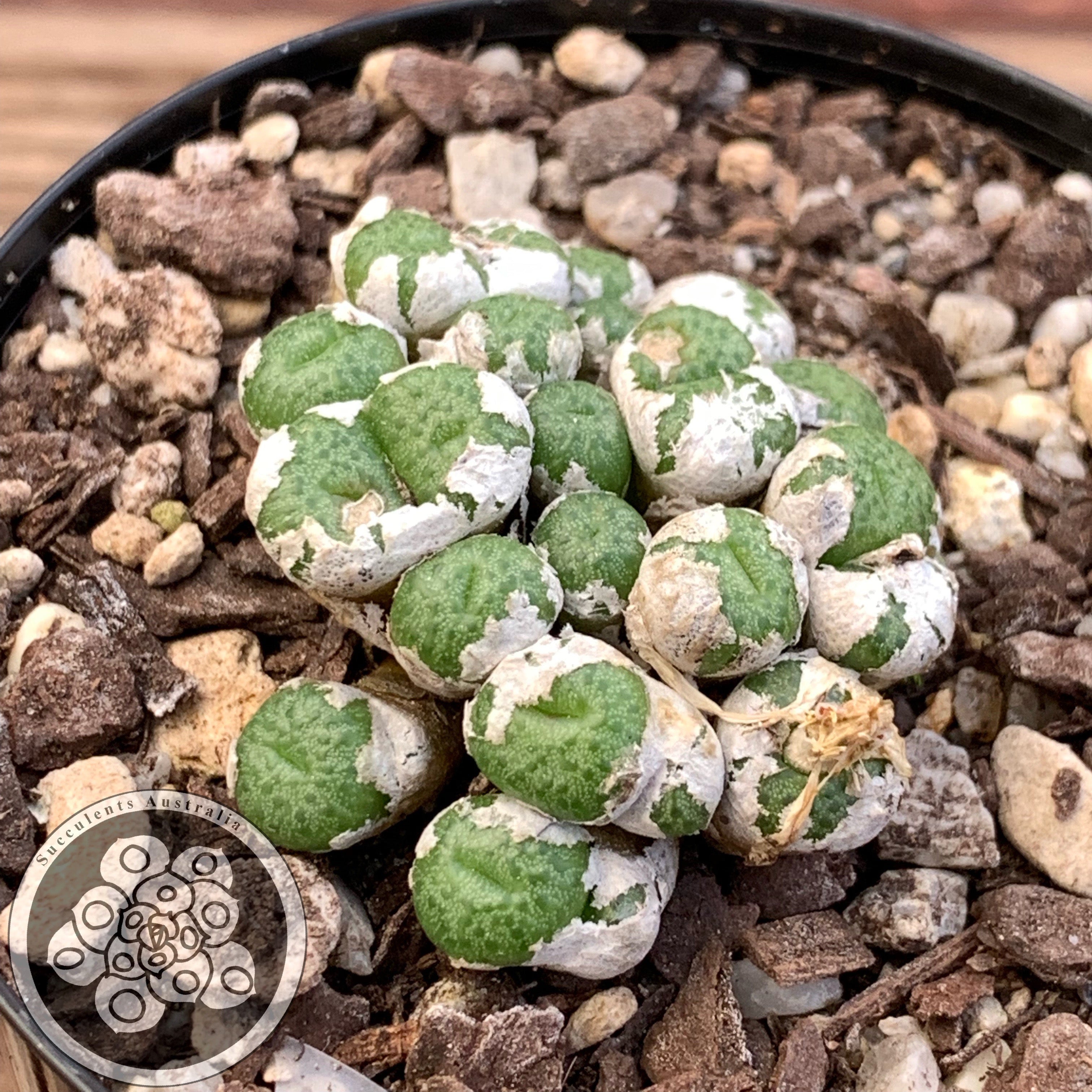 Conophytum sp. - Small Heads with Purple Flowers ...