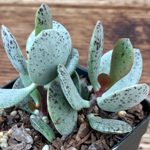 Adromischus Alstonii – Succulents Australia Sales