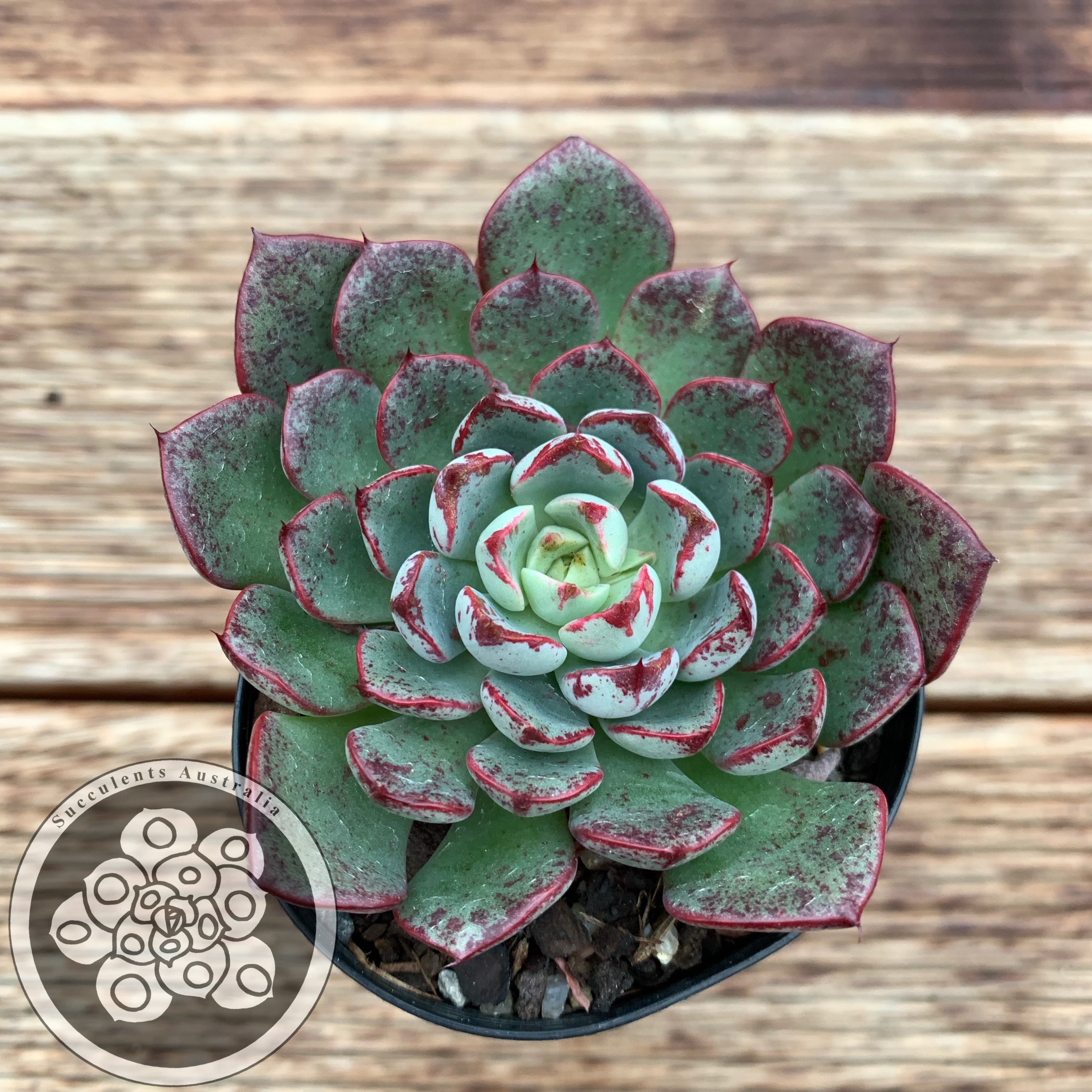 Echeveria nodulosa x minima – Succulents Australia Sales