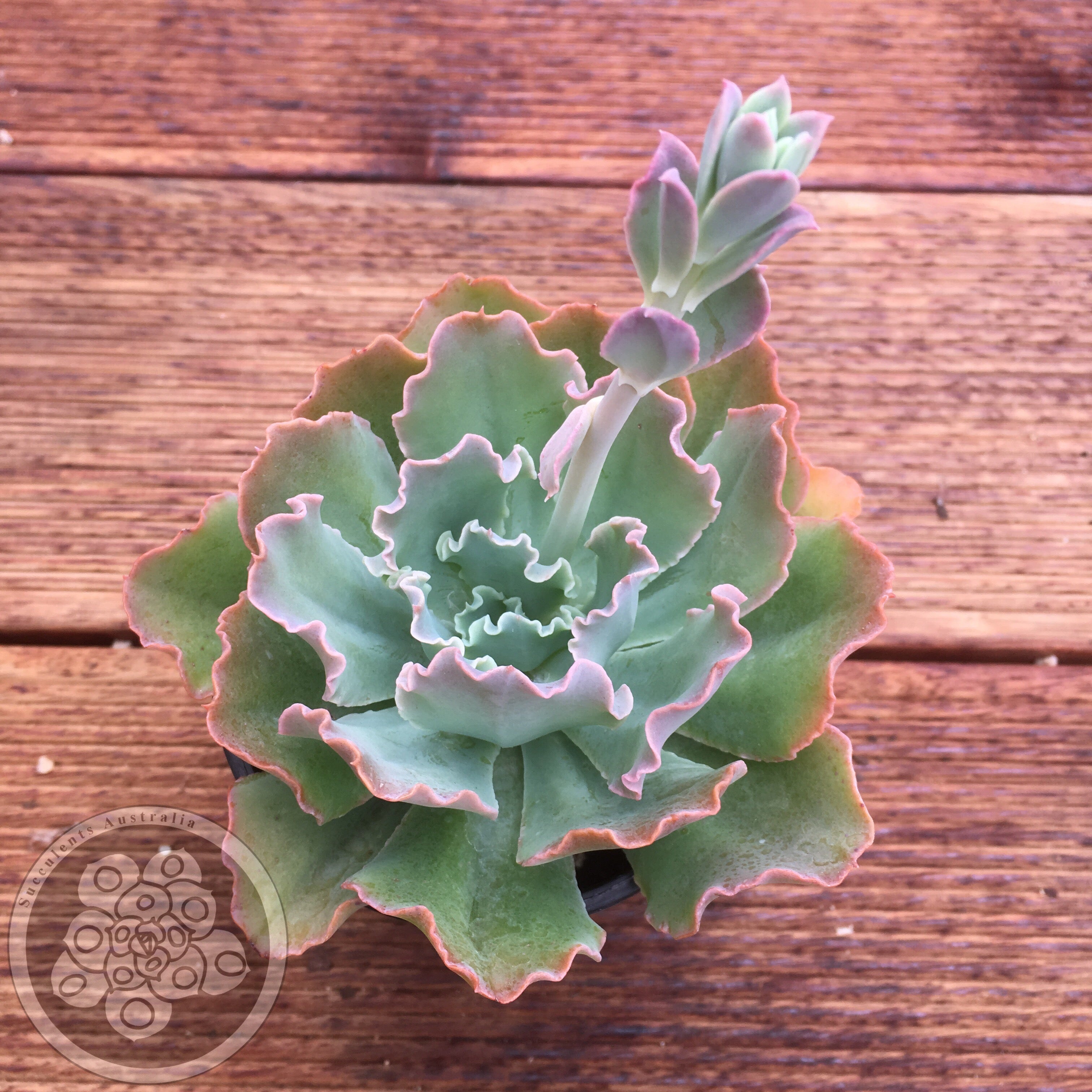 Echeveria Blue Curls - Succulents Australia Sales