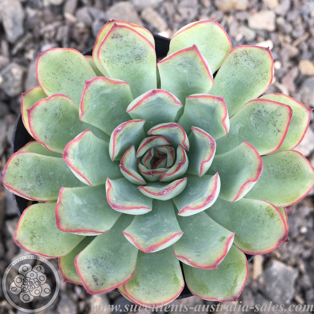 Echeveria pulidonis - Succulents Australia Sales