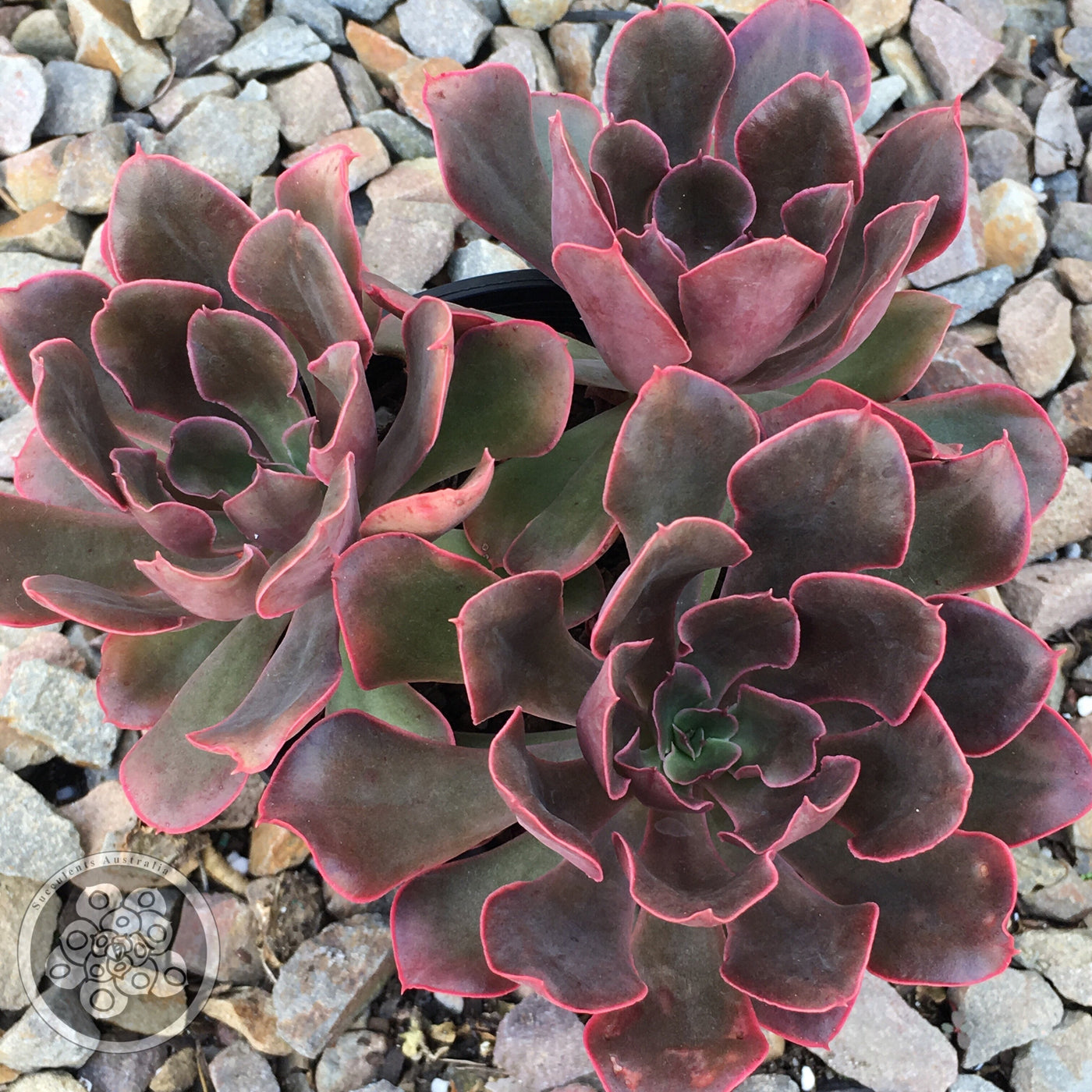 Echeveria Painted Frills – Succulents Australia Sales