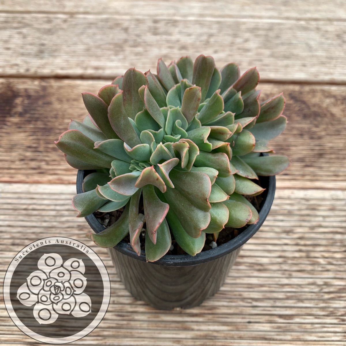 Echeveria Dark Vader Crest – Succulents Australia Sales