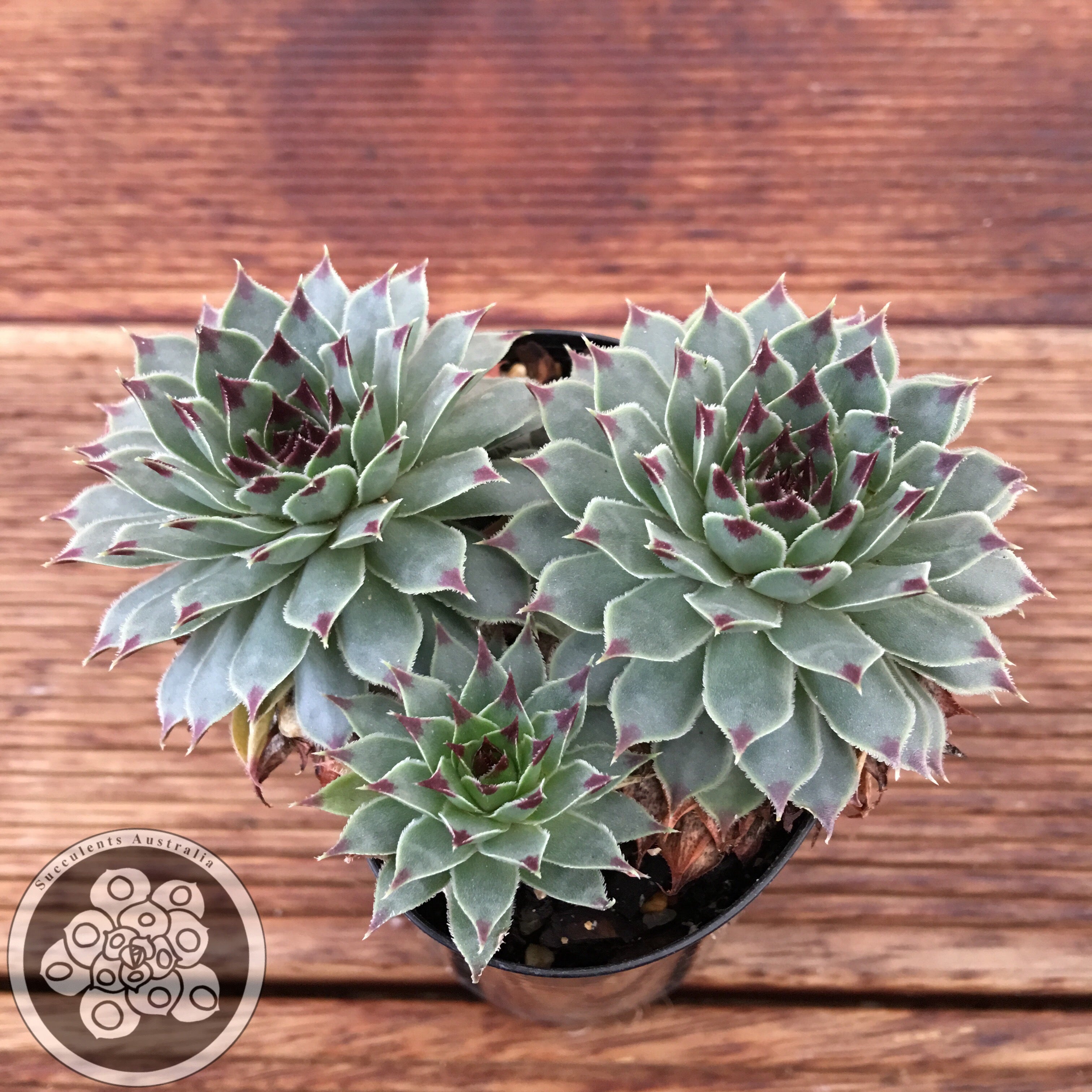 Sempervivum Calcareum Compact – Succulents Australia Sales