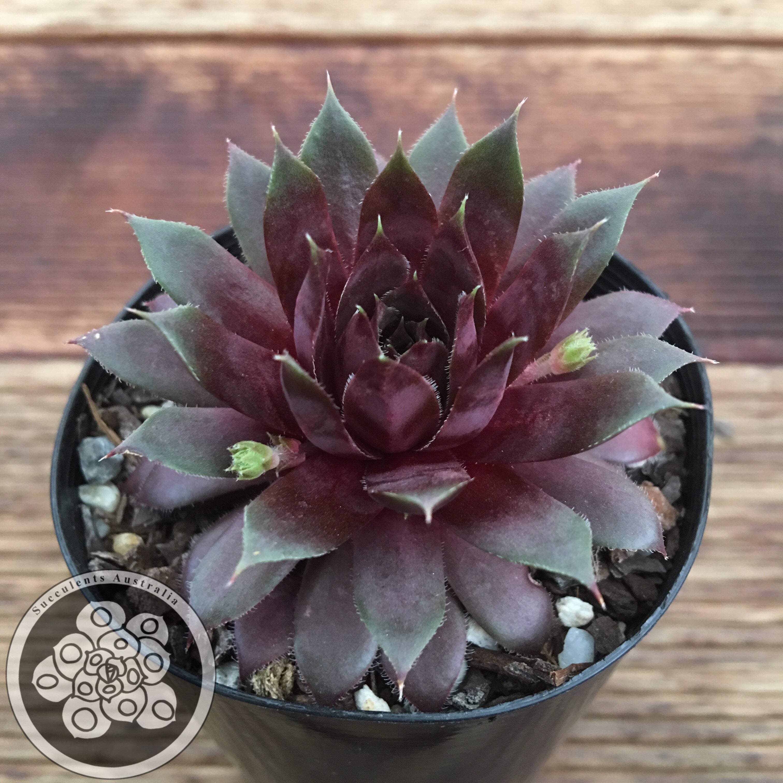 Sempervivum Royal Ruby – Succulents Australia Sales