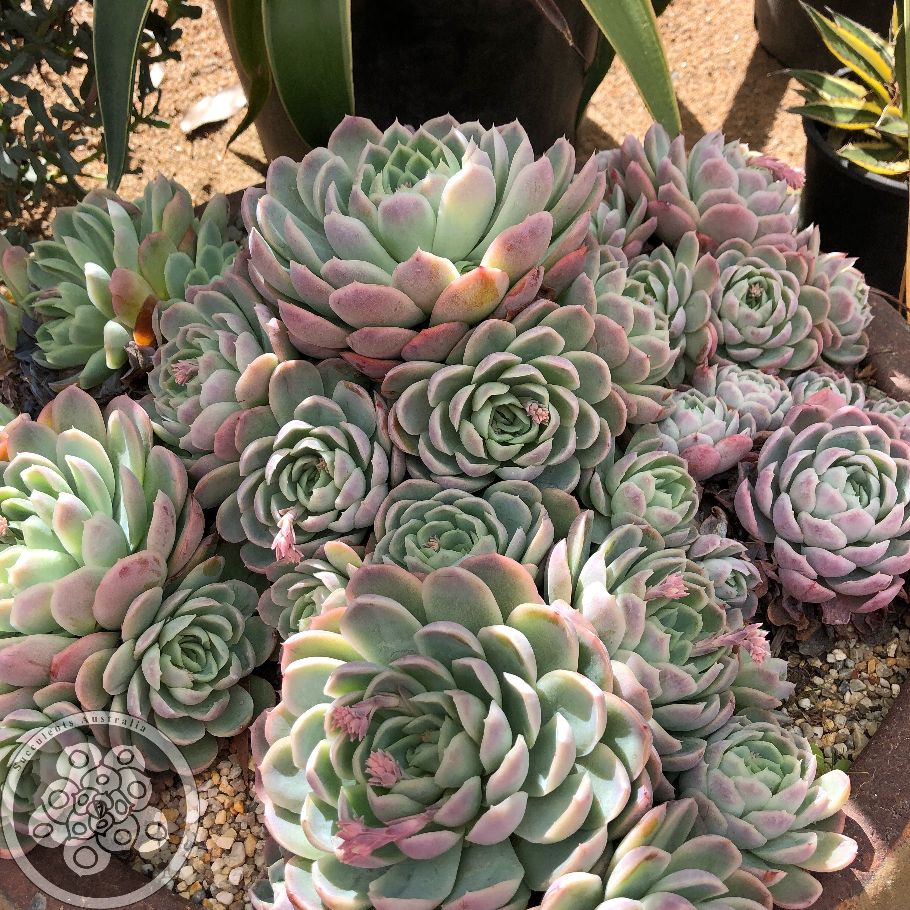 Echeveria Elegans