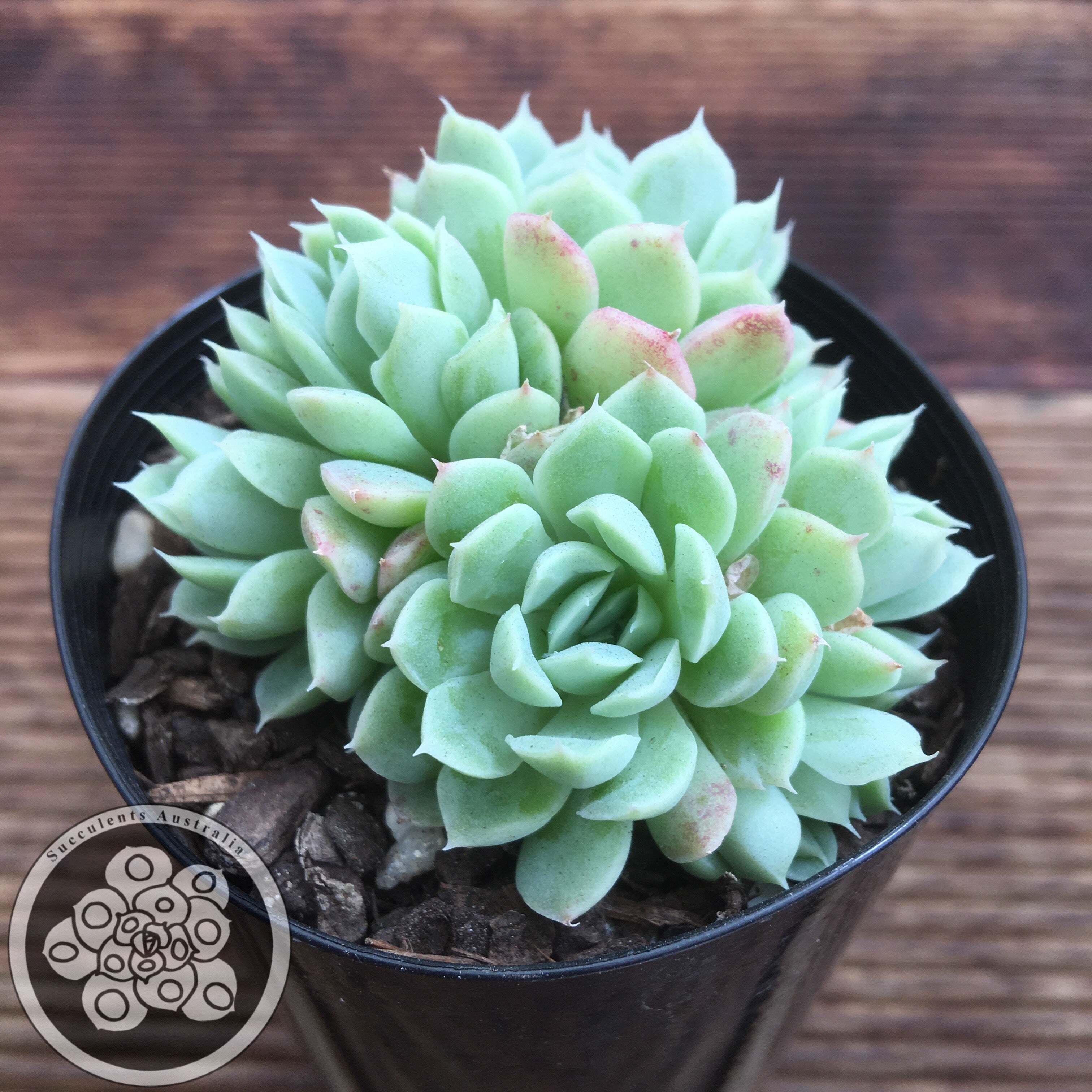 Echeveria elegans Potosina – Succulents Australia Sales