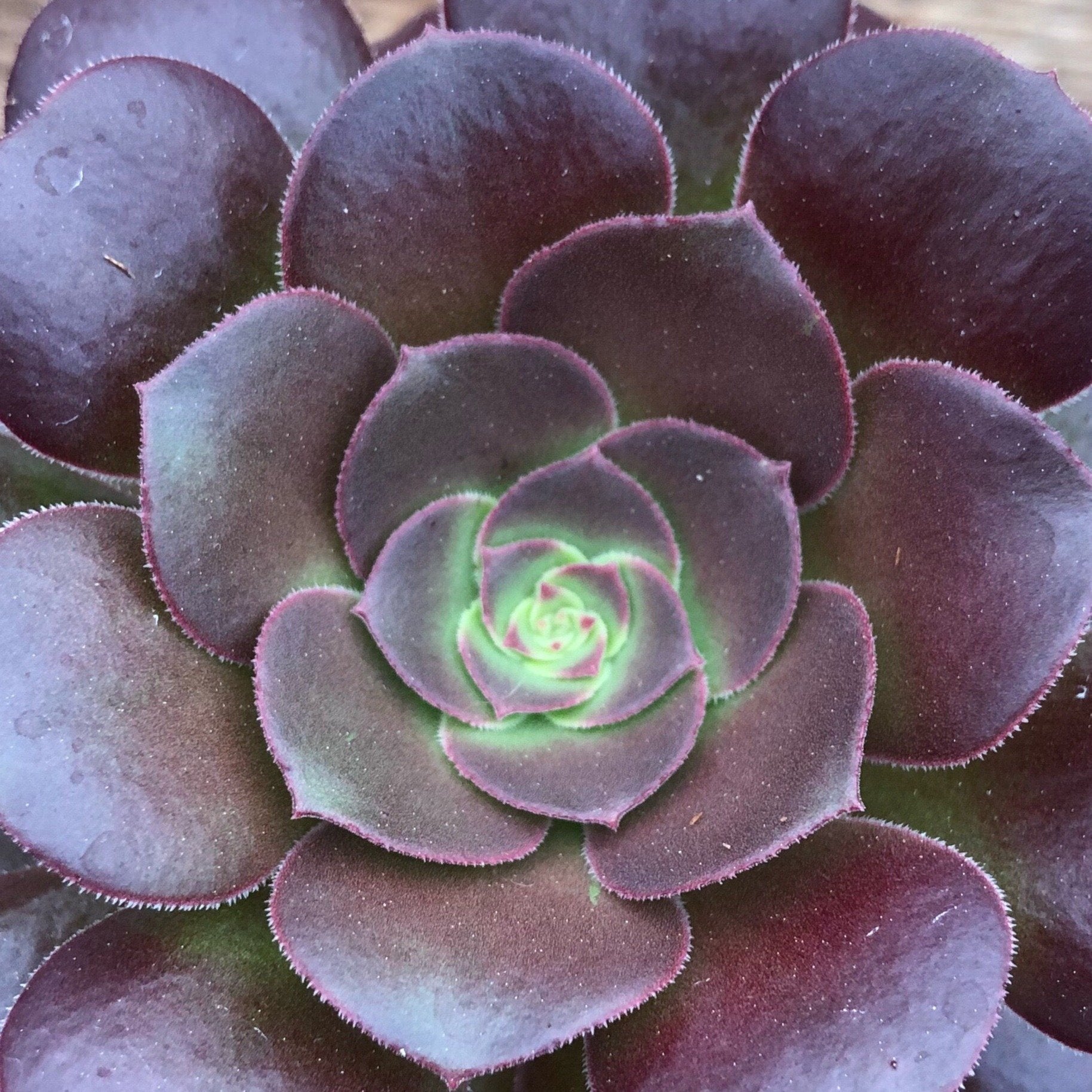 Aeonium Blushing Beauty – Succulents Australia Sales