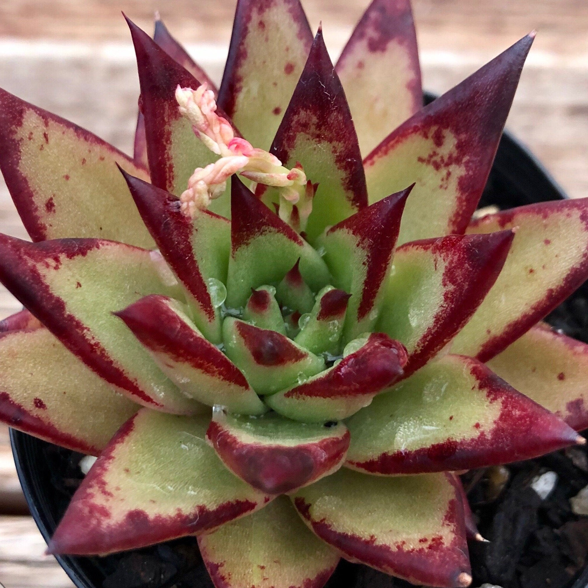 Echeveria agavoides 'Lipstick' aka Red Edge – Succulents Australia Sales