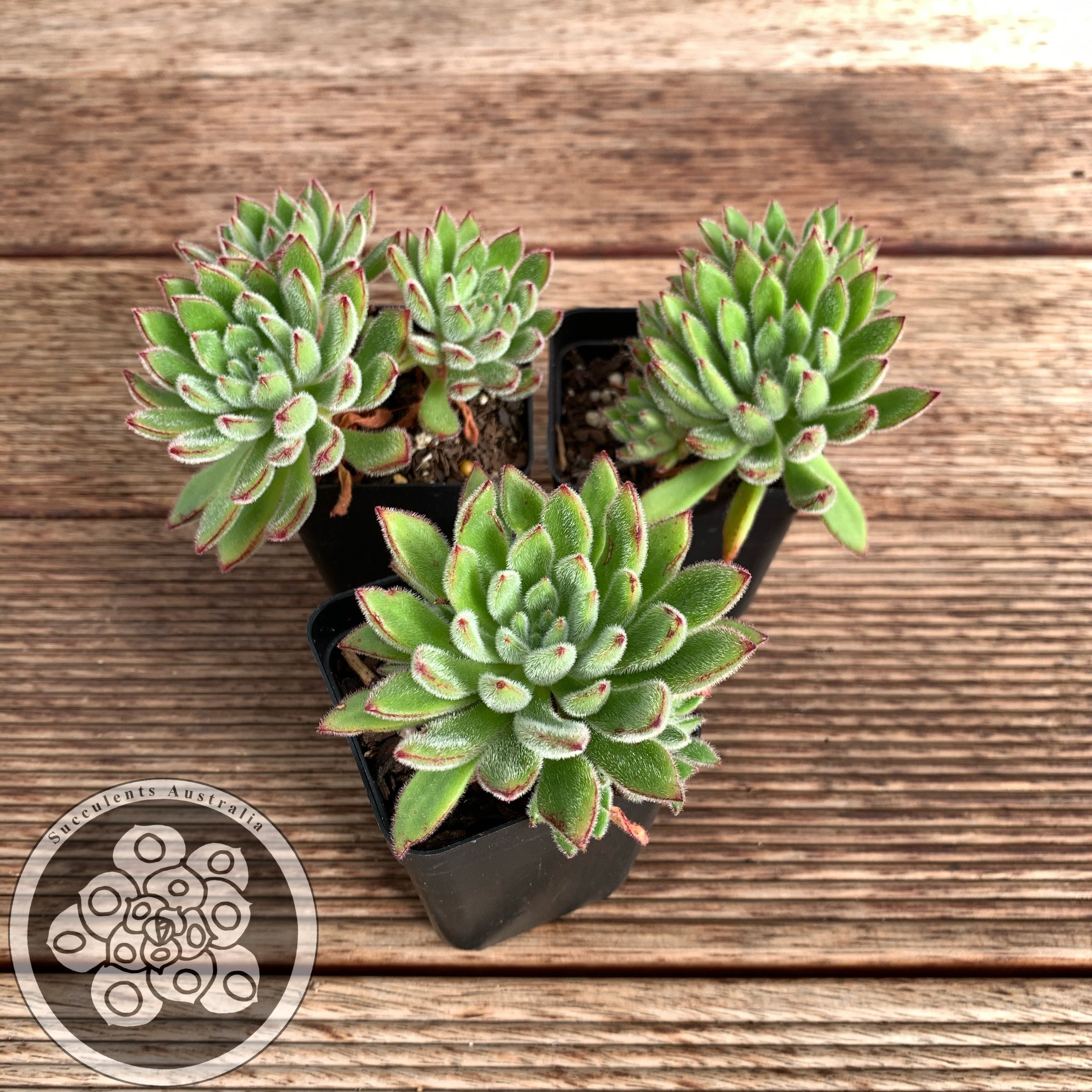 Echeveria Set Oliver Succulents Australia Sales