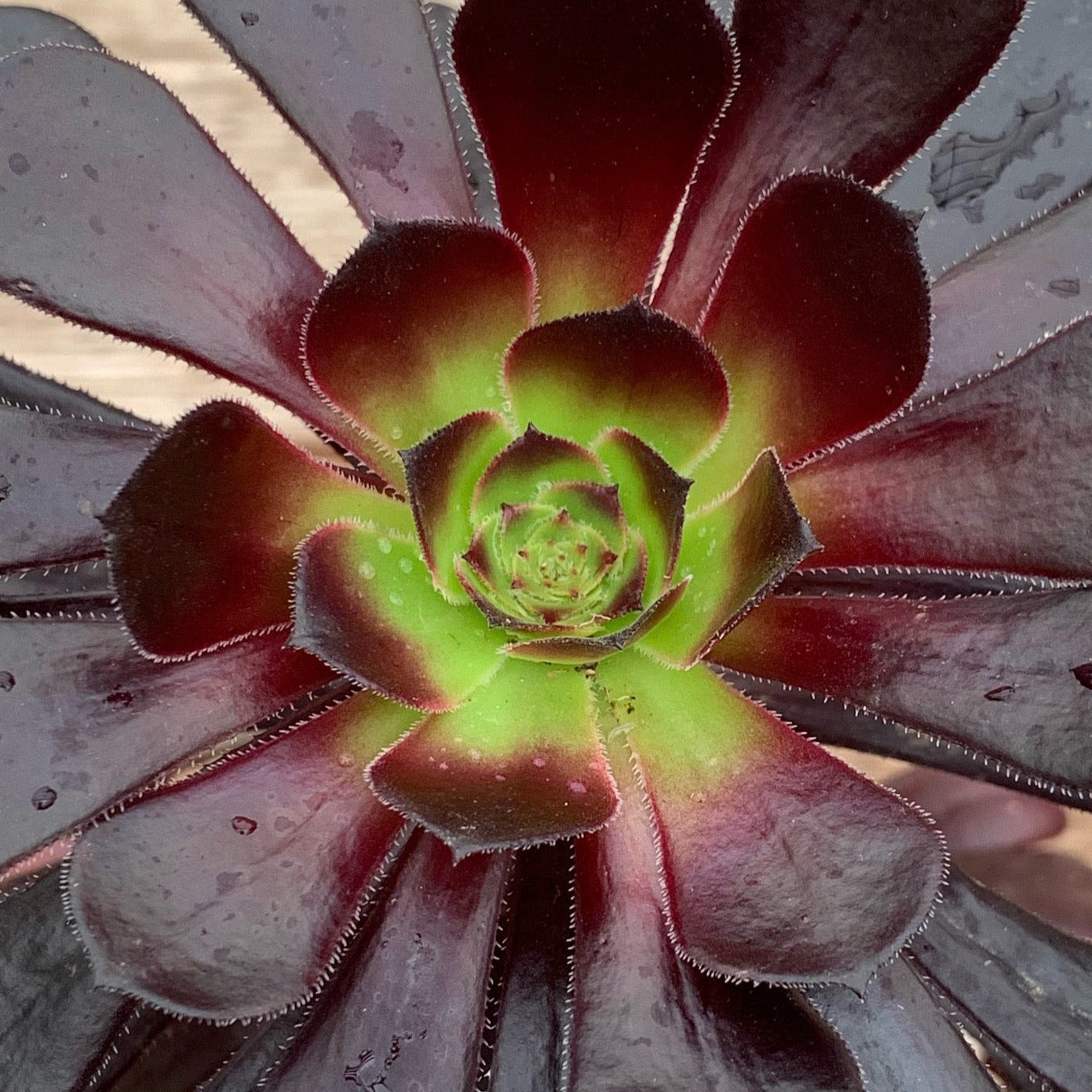 Aeonium arboreum 'Zwartkop' – Succulents Australia Sales