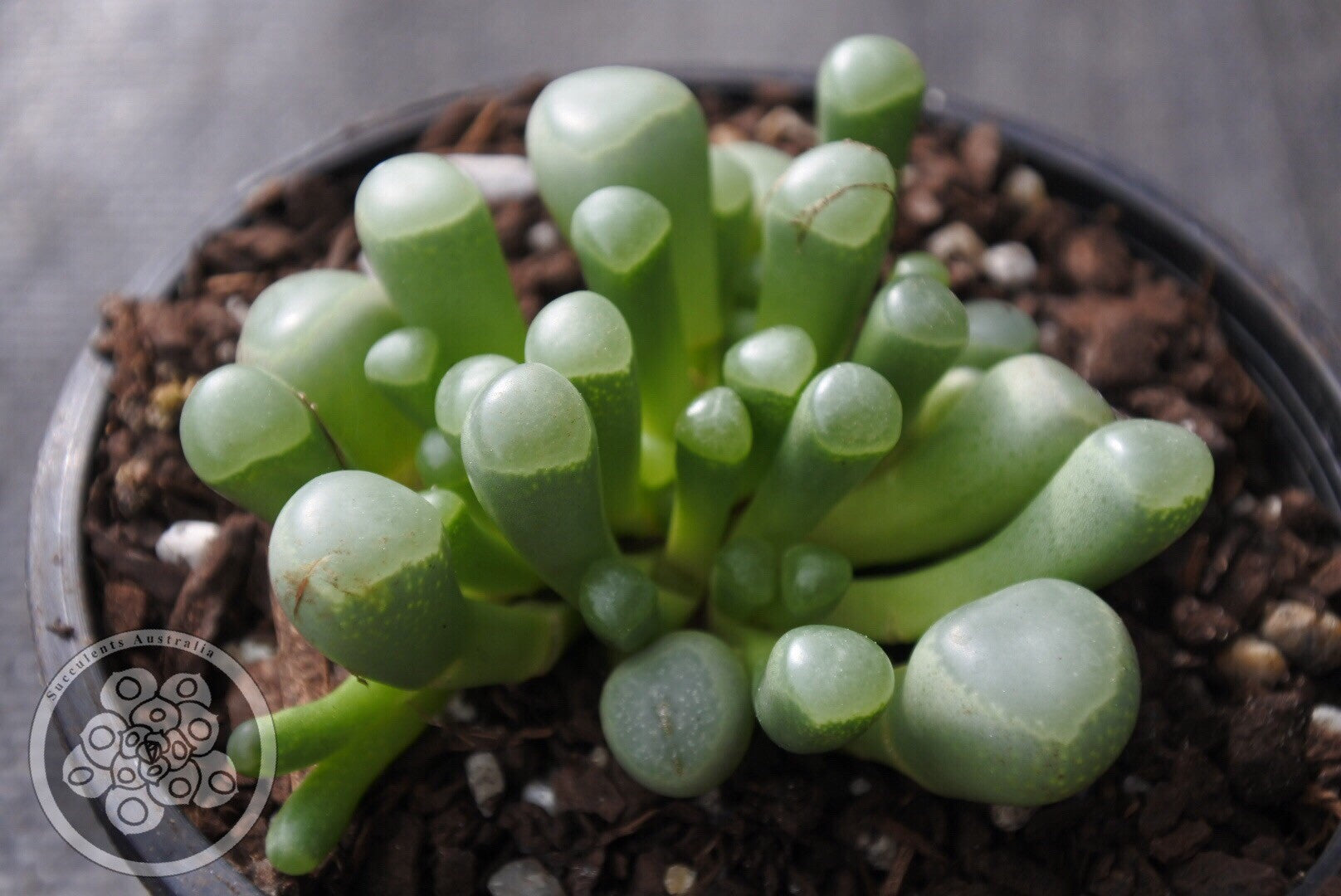 Fenestraria aurantiaca “baby toes" – Succulents Australia Sales