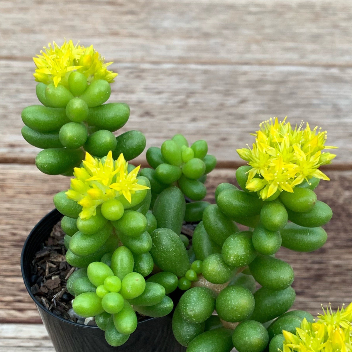 Sedum hernandezii Green Turtles Egg Succulents