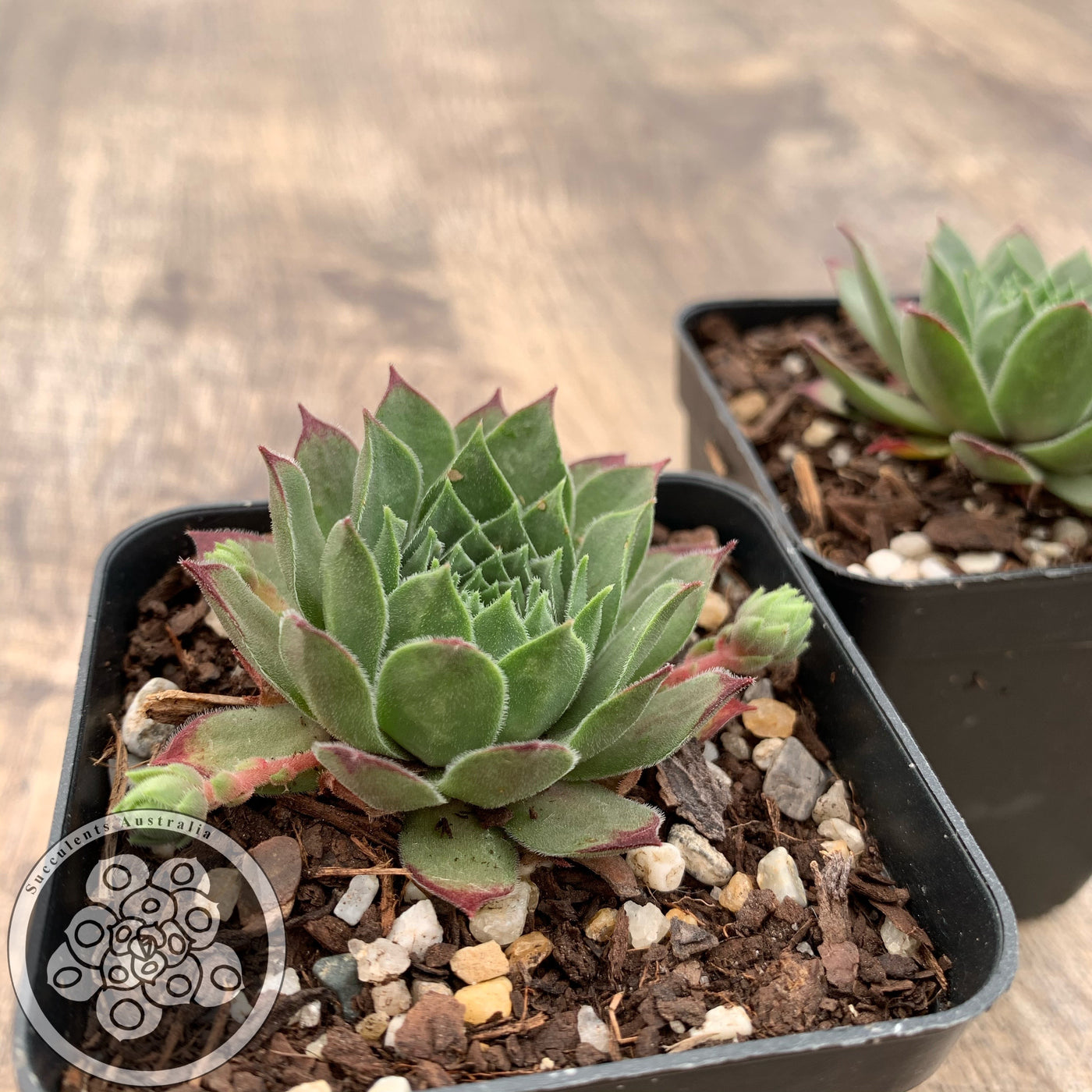 Sempervivum Red King – Succulents Australia