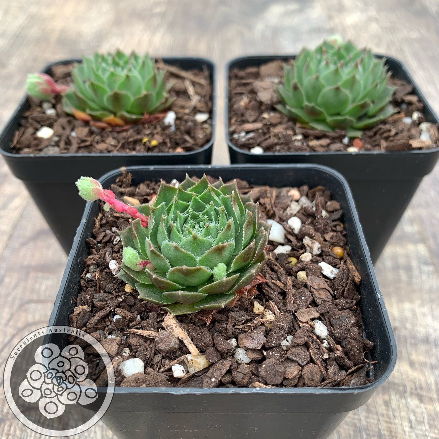 Sempervivum Sioux – Succulents Australia