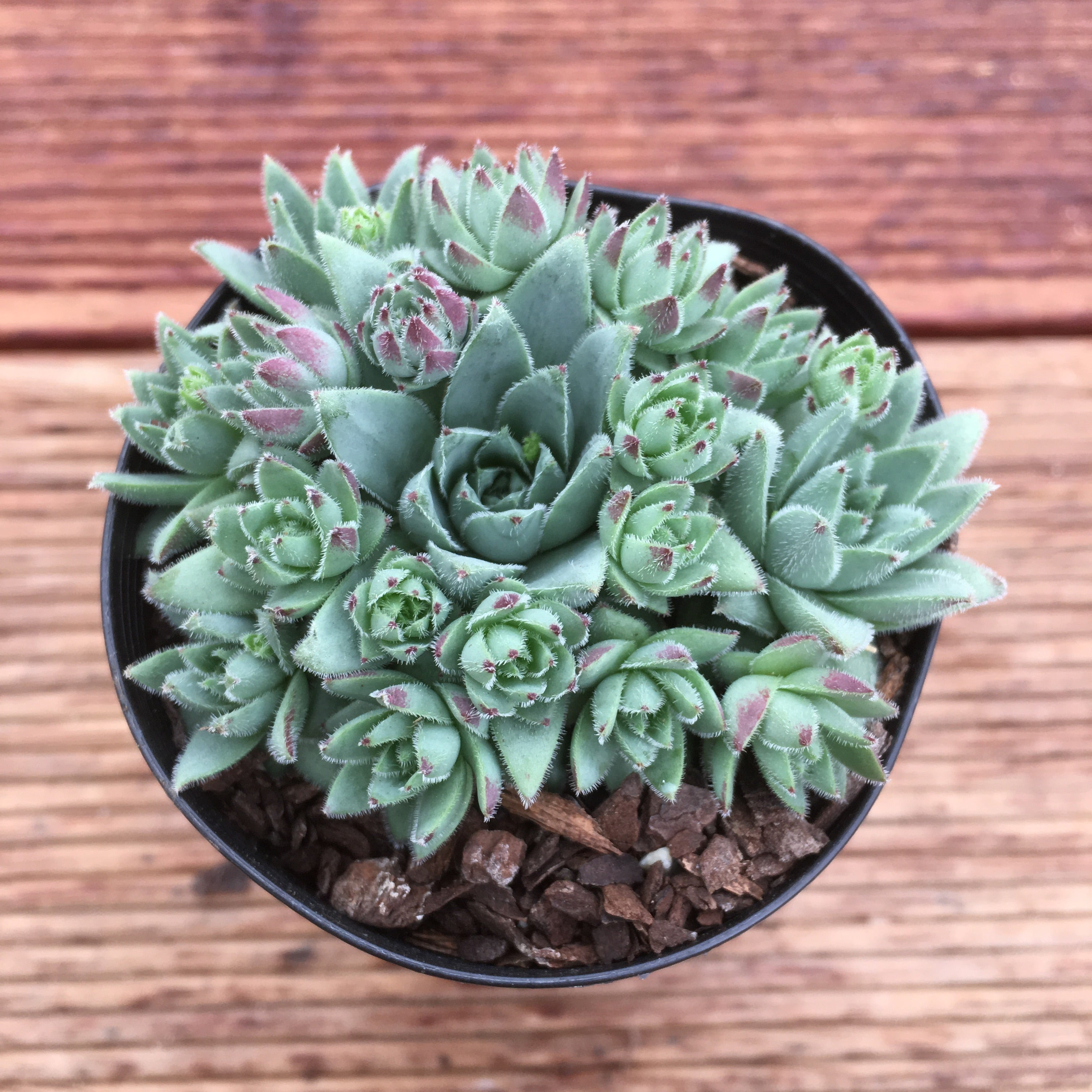 Sempervivum Jovibarba Sobolifera – Succulents Australia Sales