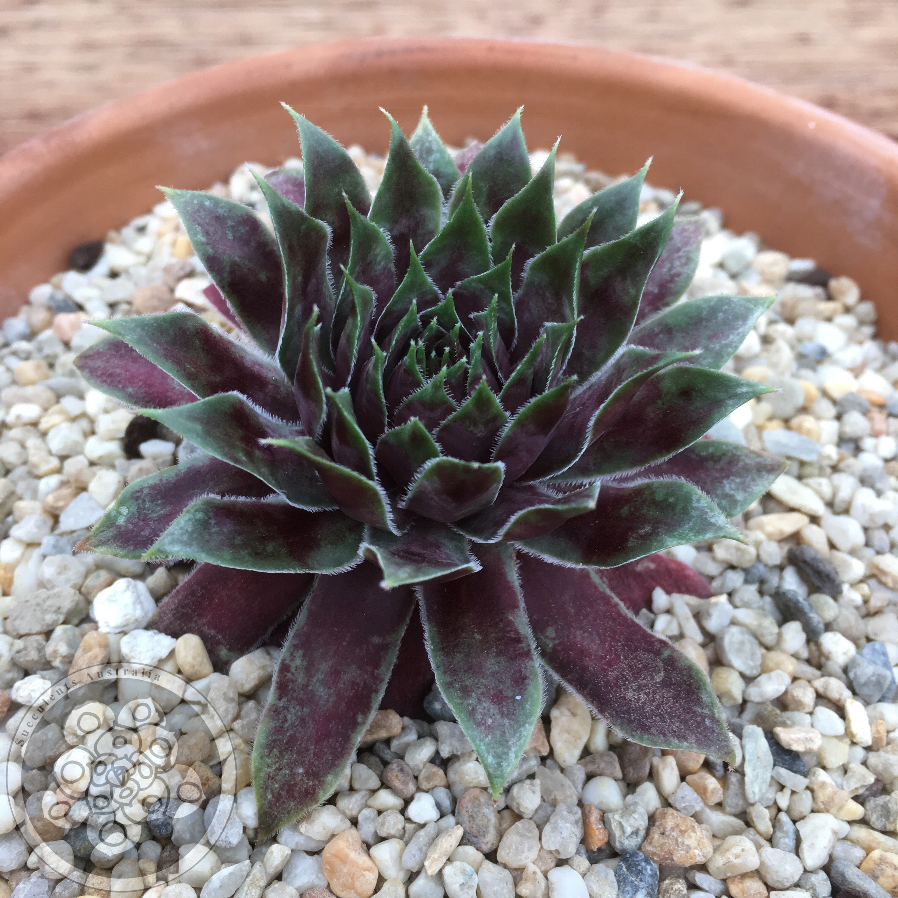 Sempervivum Midnight (S) – Succulents Australia Sales