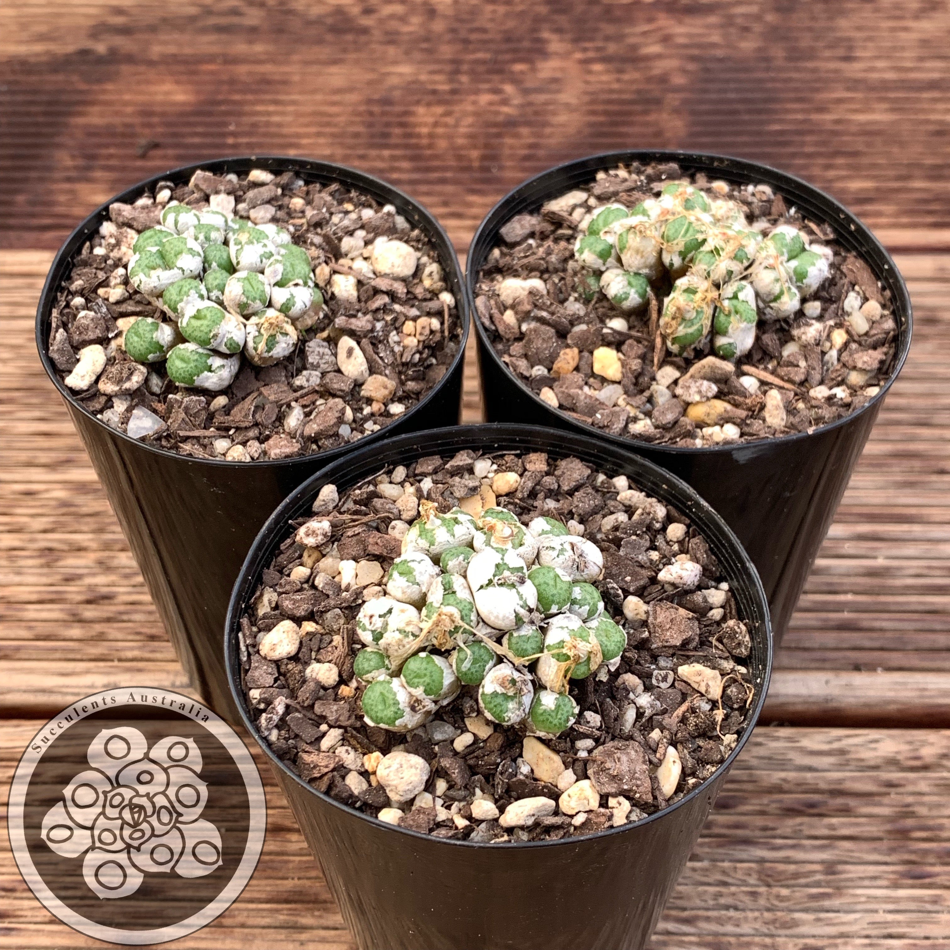 Conophytum sp. - Small Heads with Purple Flowers ...