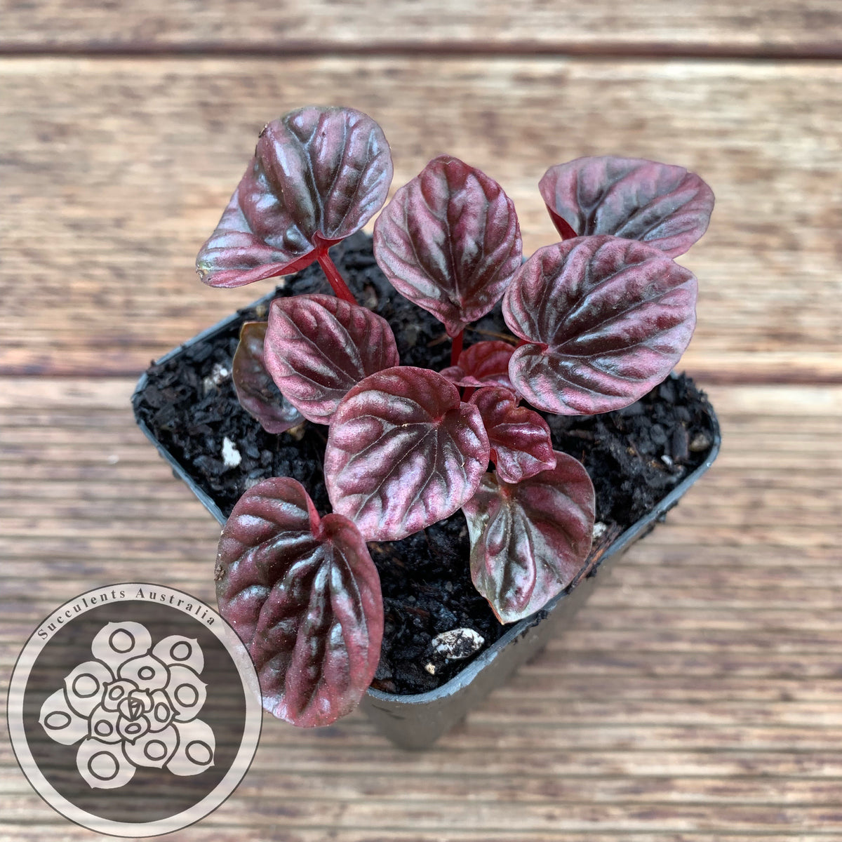 peperomia midnight wave