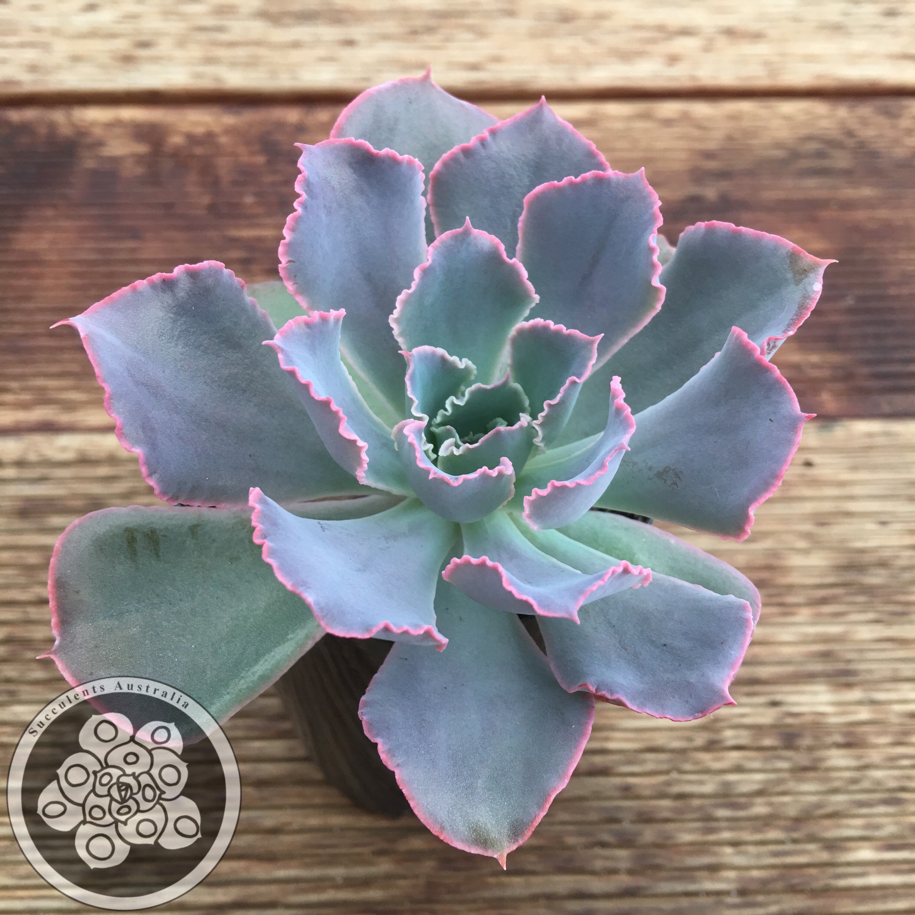 Echeveria Neon Breakers – Succulents Australia Sales