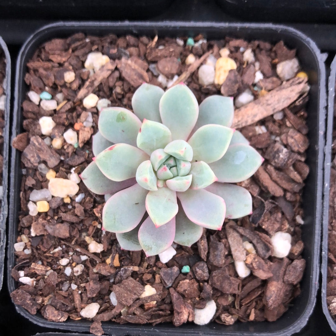 Echeveria Subcorymbosa Lau 030 – Succulents Australia