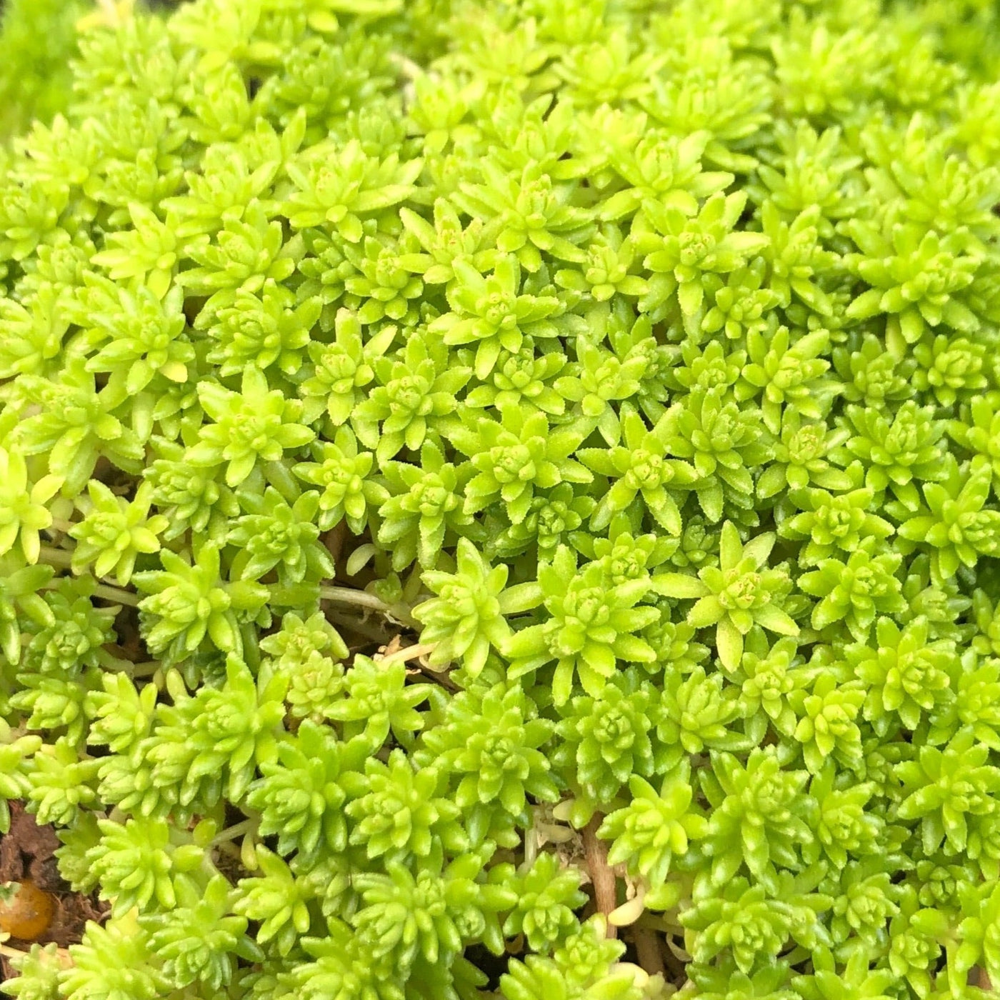 Sedum Japonicum ‘Green tea’ – Succulents Australia Sales