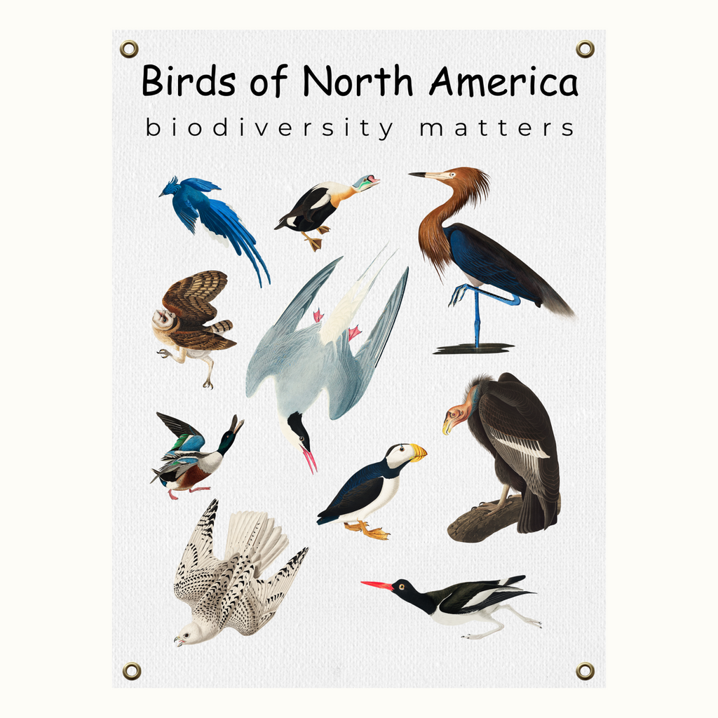 Birds of North America Biodiversity poster