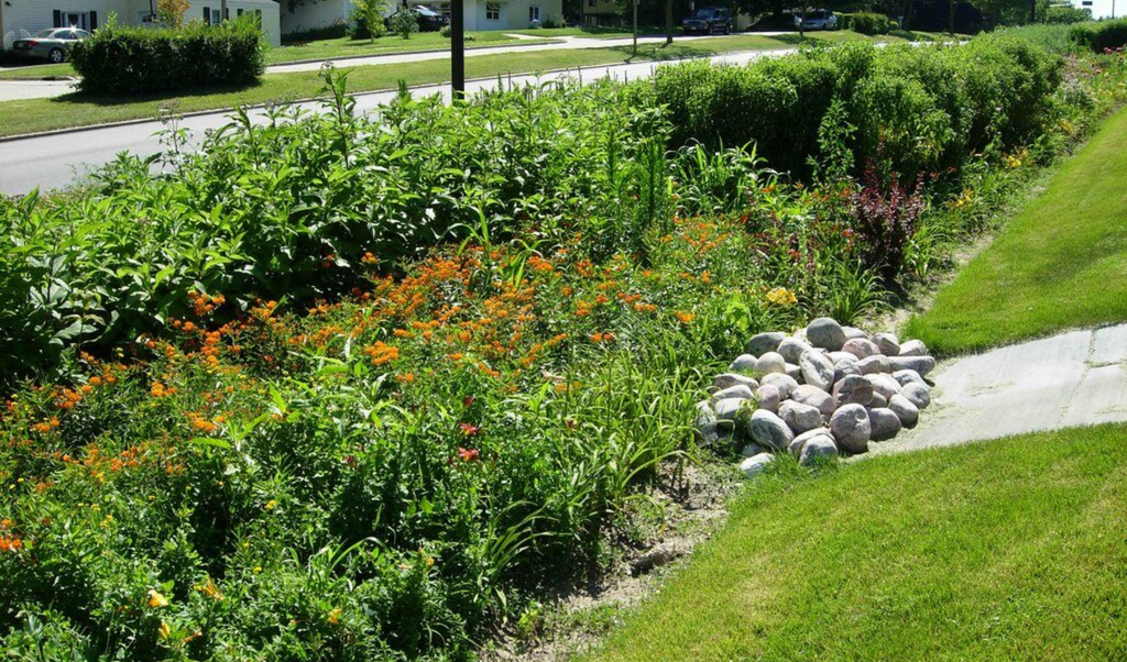 wide bioswale teeming with plants