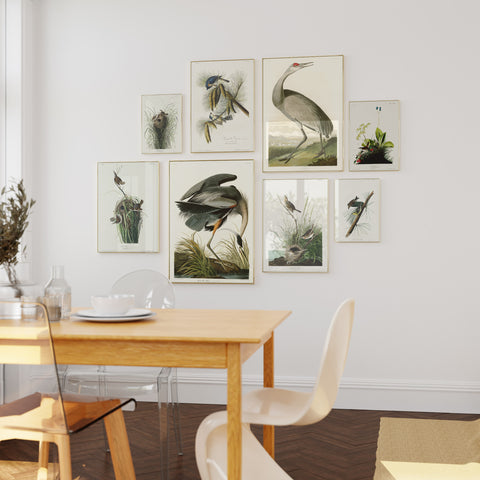8 Audubon bird prints in a modern kitchen