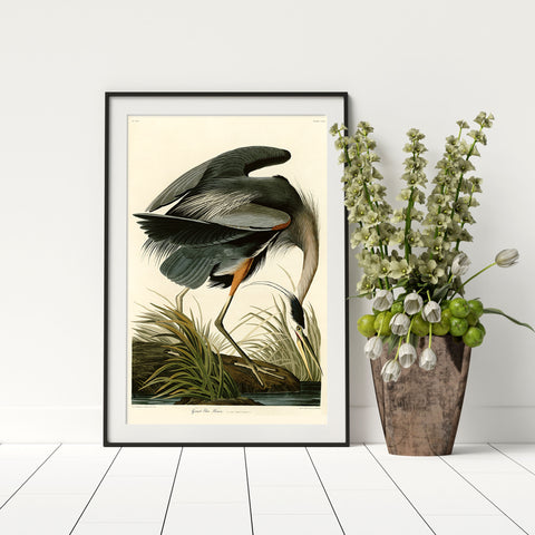 Audubon's great blue heron