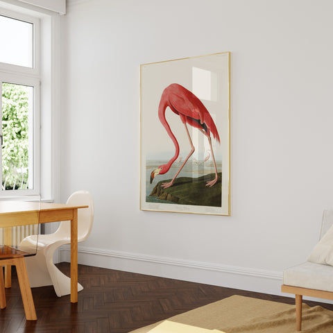Audubon flamingo art print poster on a white wall
