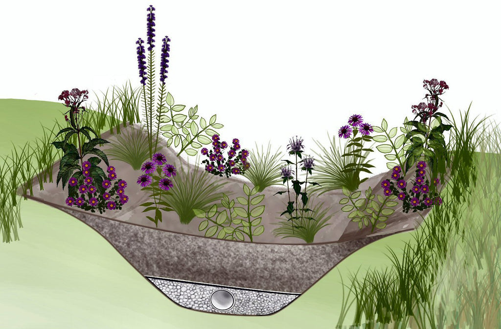 Cross section of a bioswale