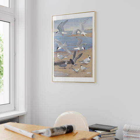 Louis Agassiz Fuertes bird art print featuring seagulls