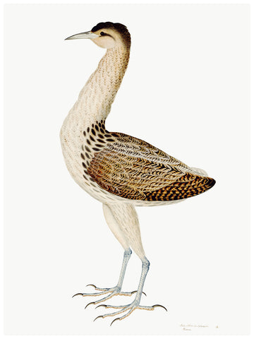 Rudbeck Plate 4 Bittern by Dera Design