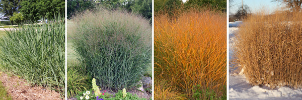 Panicum grass in 4 seasons