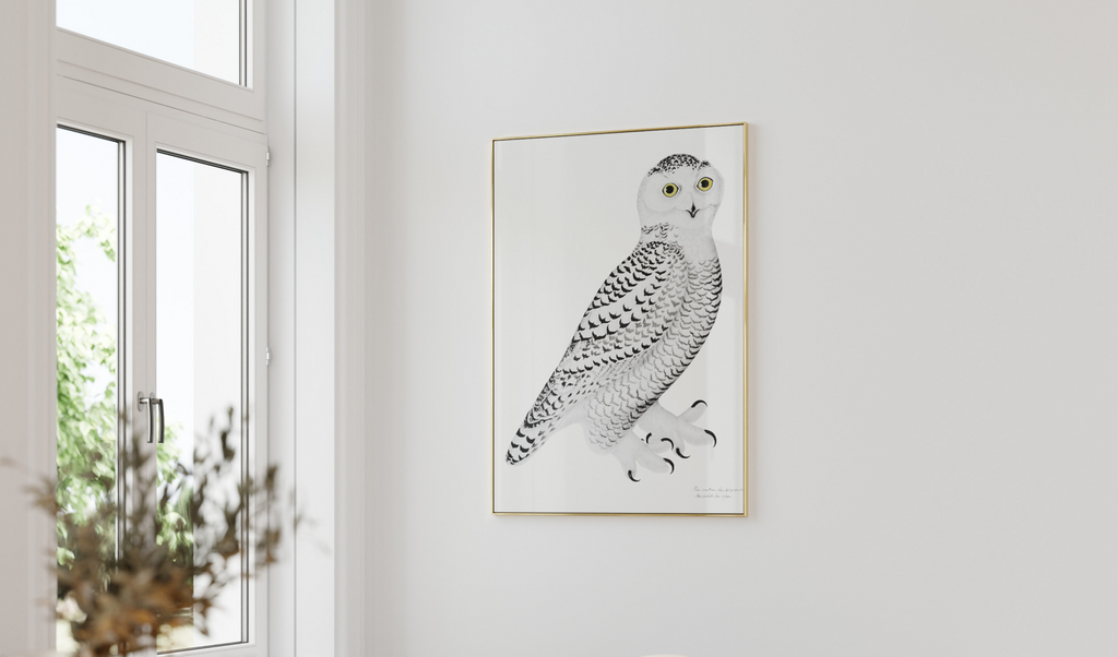 Olof Rudbeck snowy owl on a white wall