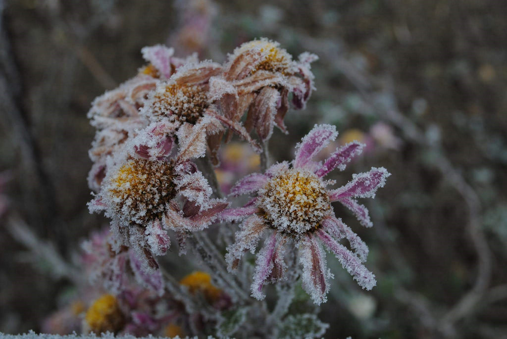 cone flower seed heads in winter