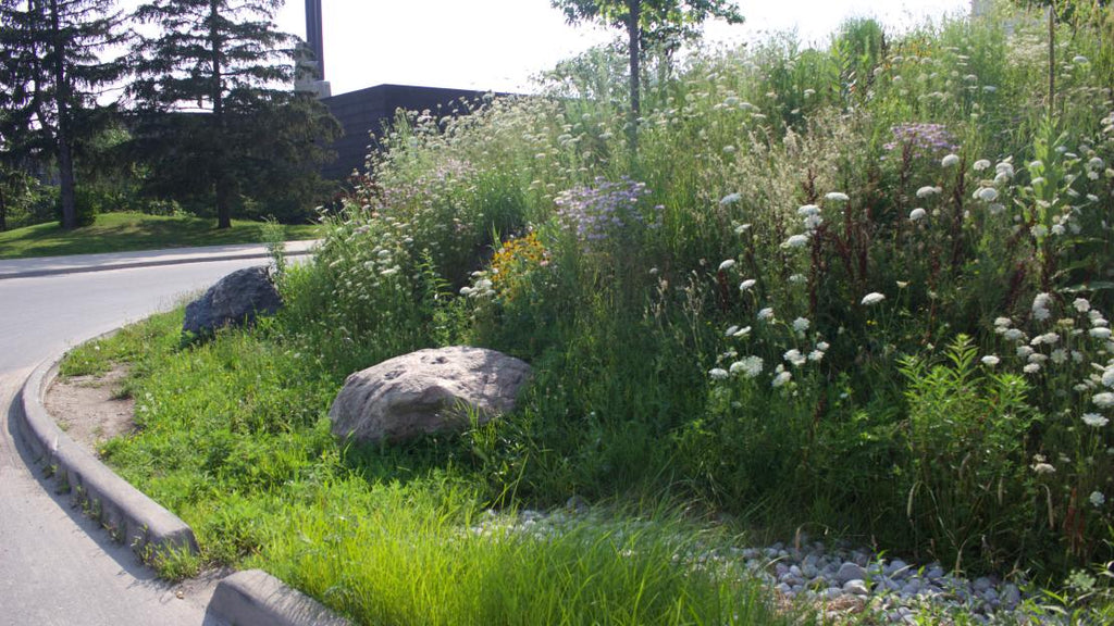 bioswale next to a bus loop