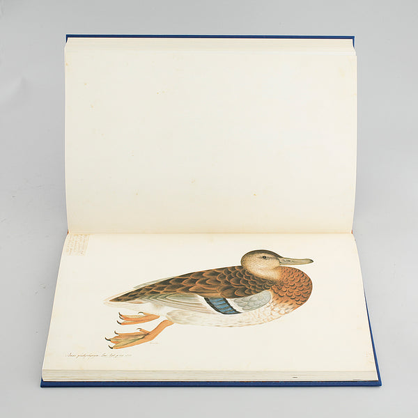 Facsimile Edition of Olof Rudbeck's bird book, Fogelboken