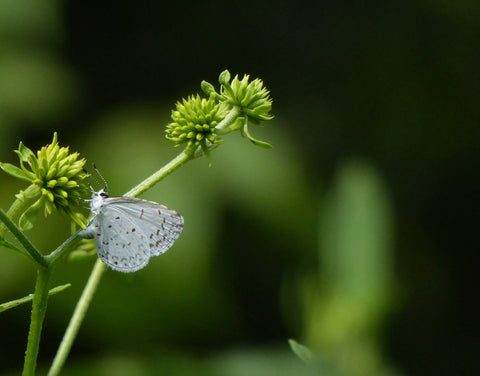 biodiversity butterfly