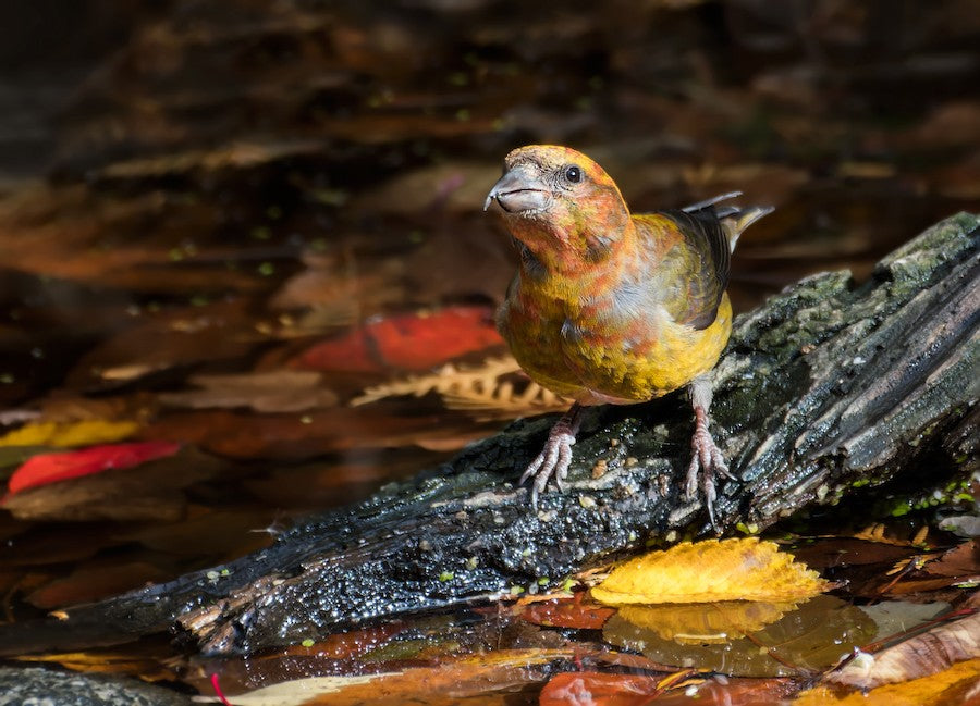 red crossbill