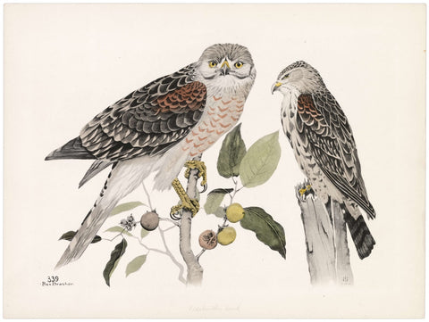 Rex Brasher owl print