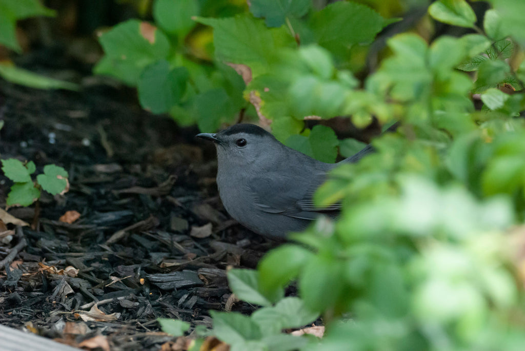 bird in a bioswale