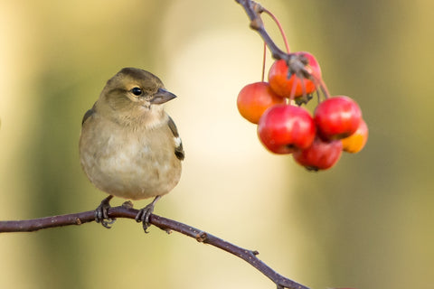 biodiversity bird and fruit