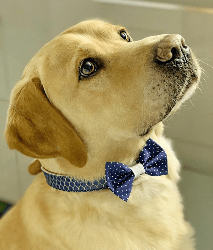 polka dot dog bow tie