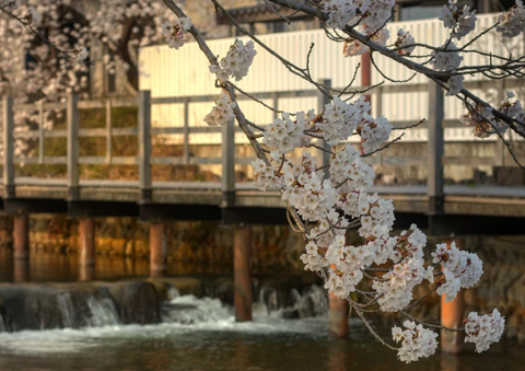 Sakura Cherry Blossom