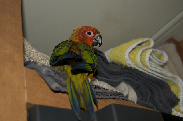 parrot ownerhip