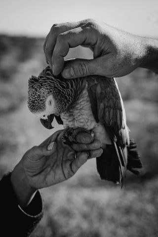 African grey parrot